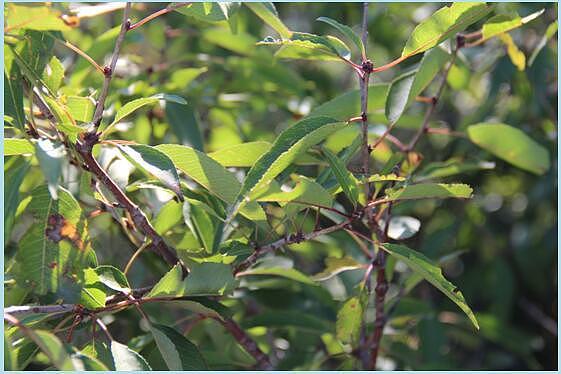 秋林李建新:融合老中青技术力量,培养企业人材