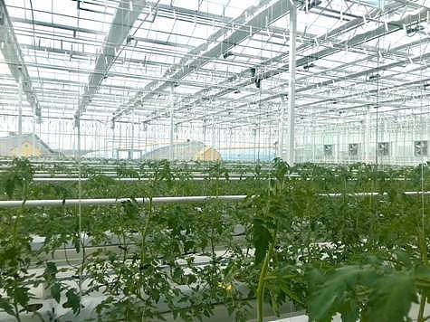 区块链+智慧农业：山东和鲜生农业科技有限公司现代农业区块链改革典范