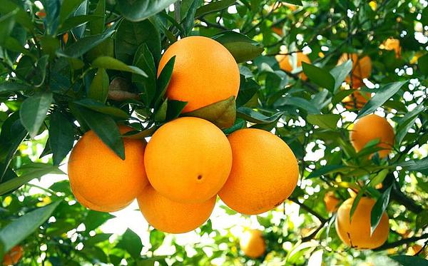 赣南脐橙也赶上了区块链的潮流