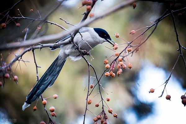 自我意识起源:为什么喜鹊、蚂蚁能通过镜子测试?