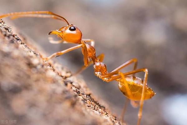 自我意识起源:为什么喜鹊、蚂蚁能通过镜子测试?