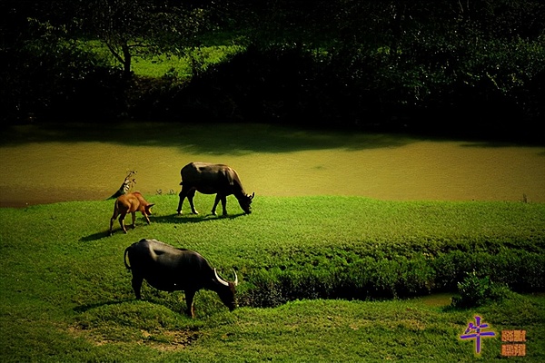 风水轮流转-币圈牛市不只是比特币的狂奔