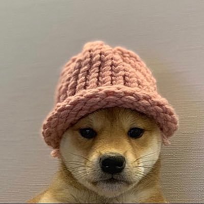 暴富神话再现!WIF暴涨万倍因它像狗狗币?Meme上涨最大的赢家!